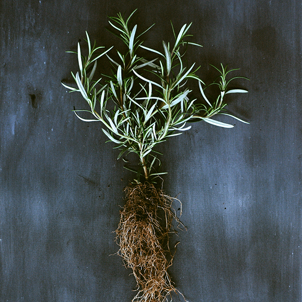 a plant with its root system taken out of the pot and lying on the grey wooden floor