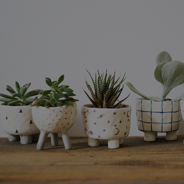 white, ceramic planters with succulents in them