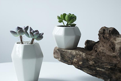 Succulents in white, geometric ceramic planters