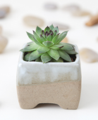 thumbnail for: small, green, spiky succulent with dark red tips in a grey and white ceramic flower pot