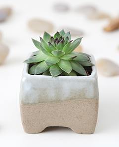 small, green, spiky succulent with dark red tips in a grey and white ceramic flower pot