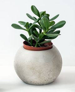 dark green succulent with medium-length stalks in a spherical cement flower pot