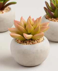 Light orange succulent with plump, triangular leaves in a round flower pot