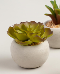 green, lettuce-shaped succulent in a round flower pot