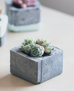 Cluster of three small, round, green, succulents in a square cement flower pot