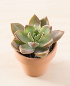 thumbnail for: small, red-tipped green succulent in a terracotta flowerpot