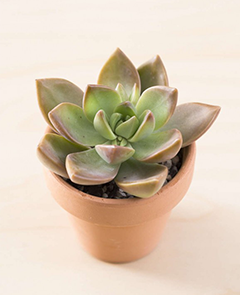 small, red-tipped green succulent in a terracotta flowerpot