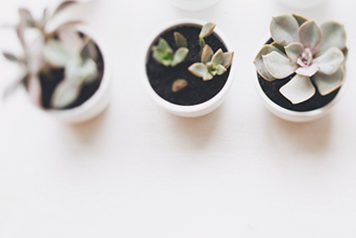 3 pots with succulents in them - top down view