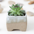 thumbnail for related product: green succulent with medium-length stalks in a white and aqua-coloured flower pot