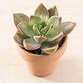 thumbnail for related product: small, red-tipped green succulent in a terracotta flowerpot