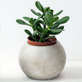 thumbnail for related product: small green succulent with red tips in a white and terracotta coloured flower pot