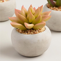 thumbnail for related product: green succulent with medium-sized flat leaves in a pink and gold flower pot