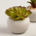 thumbnail for related product: green succulent with plump leaves in a round, peach and silver flower pot